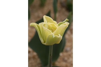 YELLOW CROWN